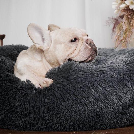 Calming Pet Bed Present Them