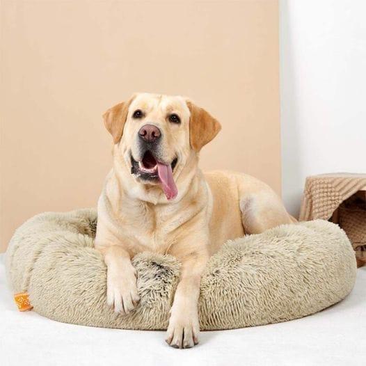 Calming Pet Bed Present Them