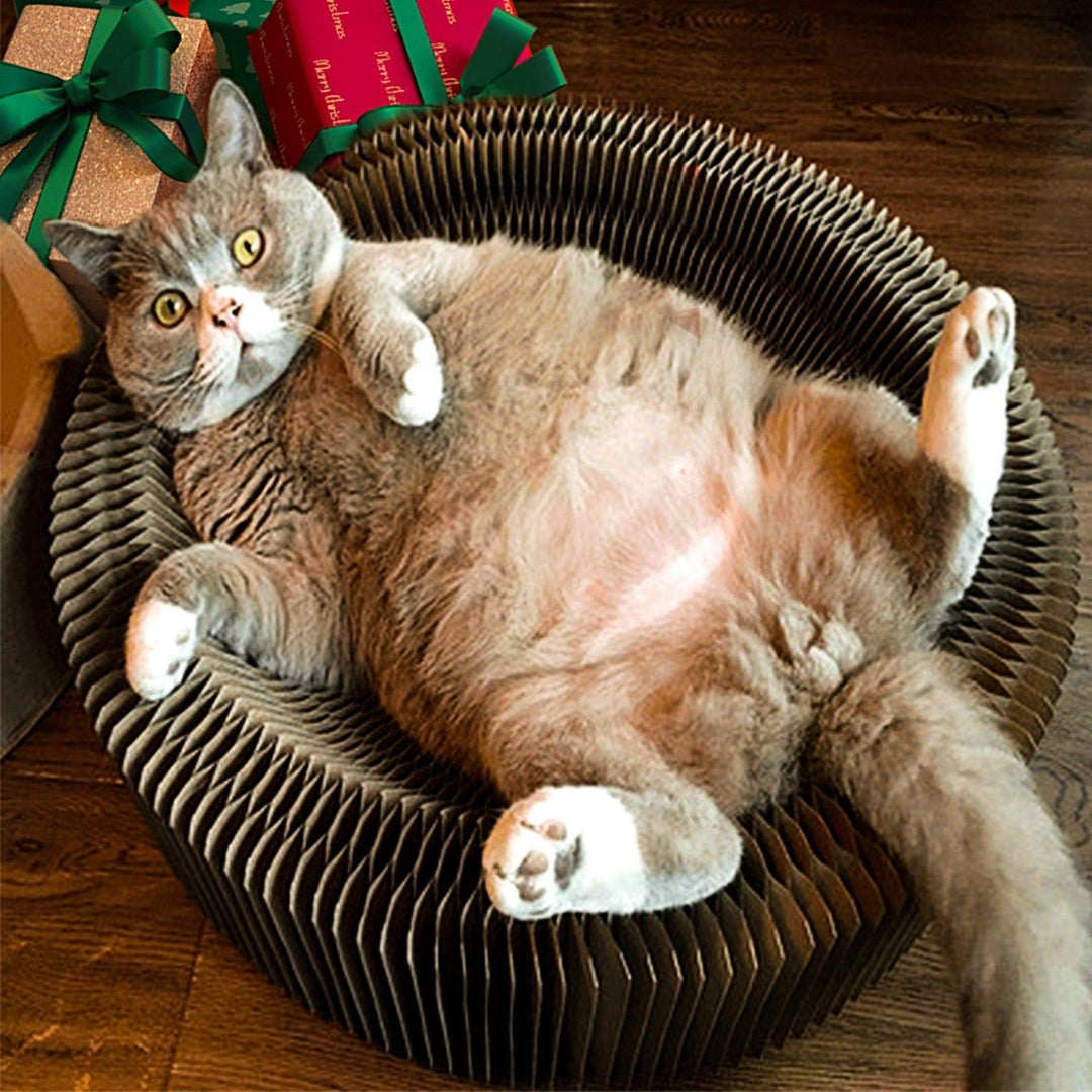 Collapsible Cat Scratcher Bed Present Them