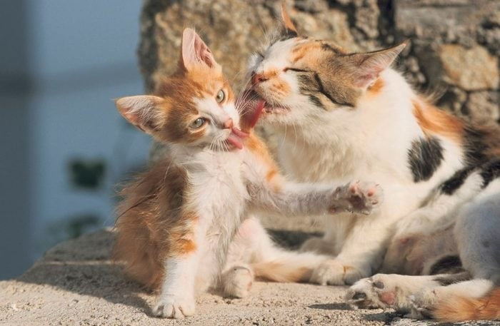 Why Do Cats Lick Each Other?