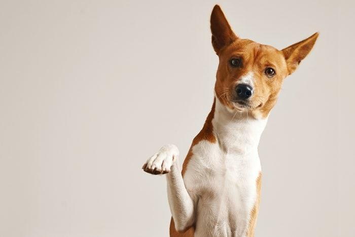 Do You Know If Your Dog Is Right- or Left-Handed? - Present Them