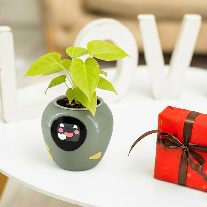 Masdio Smart Flowerpots