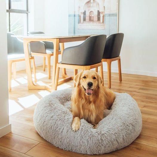 Calming Pet Bed Present Them