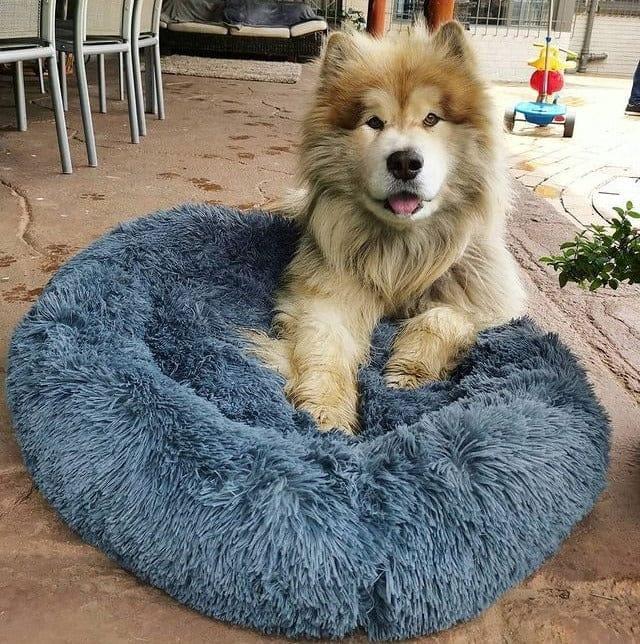 Calming Pet Bed Present Them