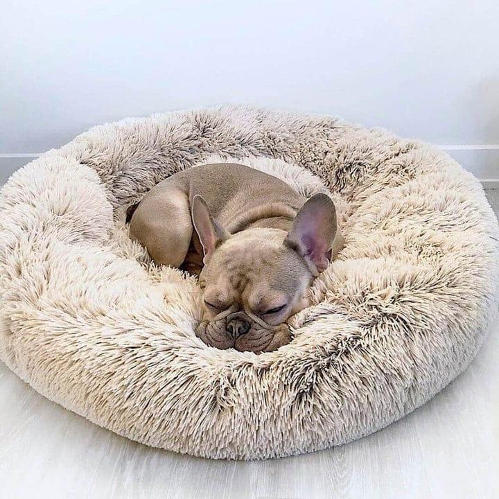 Calming Pet Bed Present Them